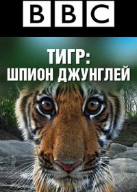  BBC: Тигр — Шпион джунглей 